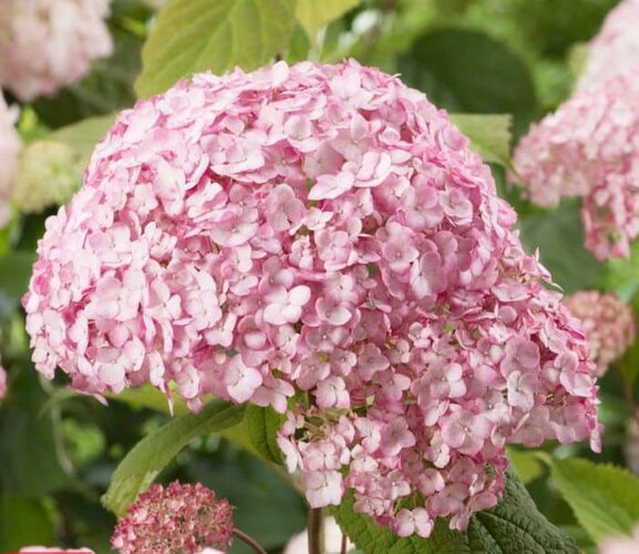 Cserjés hortenzia, rózsaszín